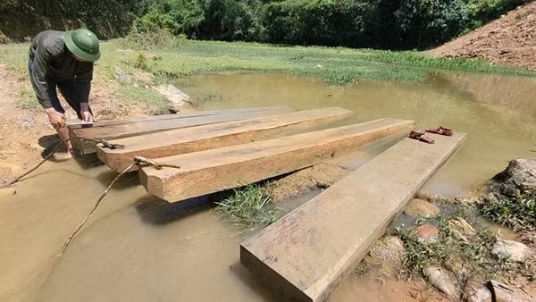 Chặt cây rừng làm quan tài trả nợ hàng xóm, 2 người bị xử phạt
