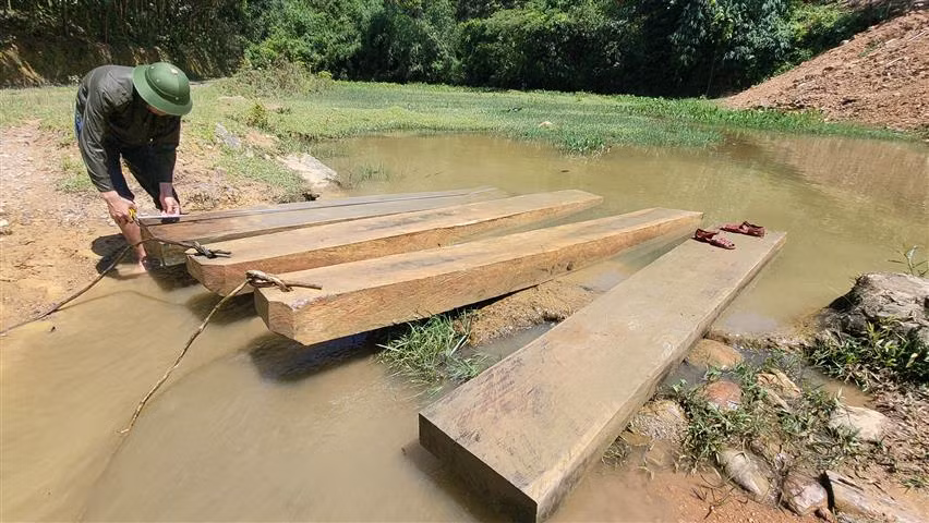 Xử phạt 2 đối tượng chặt gỗ rừng trái phép -0