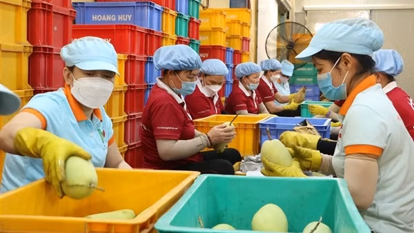 Nhiều cảnh báo về hàng hoá nông sản tại thị trường xuất khẩu
