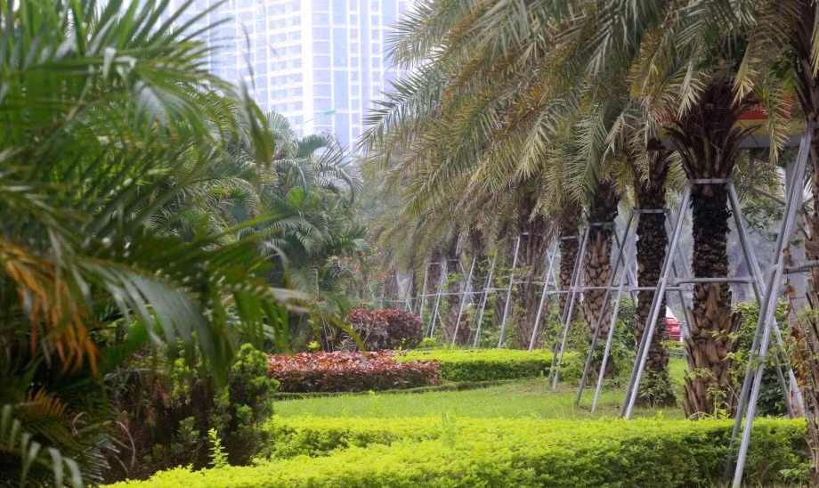 Cựu Chủ tịch Nguyễn Đức Chung lại bị truy tố vì “can thiệp” trồng mới cây xanh -0