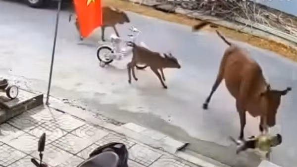 Đà Nẵng: Cháu bé đang đứng chơi trên đường thì bị bò thả rông húc ngã