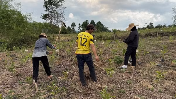 Xuất hiện tình trạng đổ xô trồng cây đón đền bù dự án cao tốc Quảng Ngãi - Kon Tum