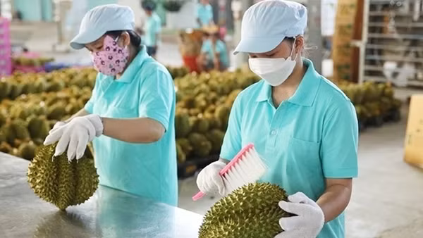 Khẩn trương hoàn thiện quy định giám định, kiểm nghiệm sầu riêng
