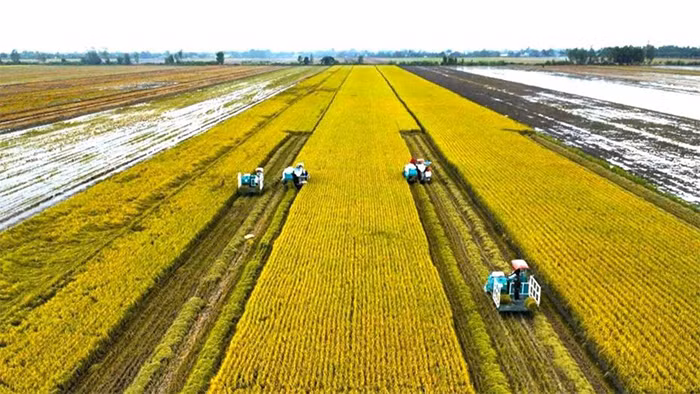 Bước ngoặt thành công nhãn hiệu “Gạo Việt xanh phát thải thấp” -0