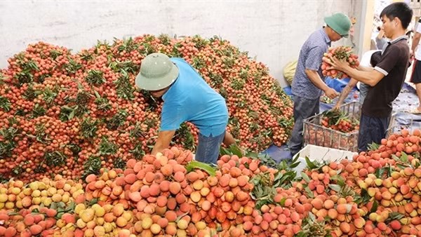 Bài toán đầu ra cho nông sản Tây Nam Bộ ảnh 2