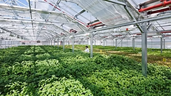 Chuyển từ sản xuất nông nghiệp sang kinh tế nông nghiệp