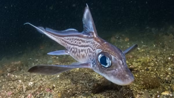 Phát hiện loài "baby shark" cực hiếm dưới đáy đại dương