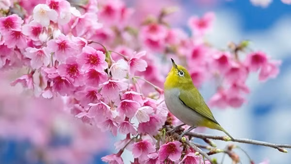 “Không xòe trời xuân qua đi” ảnh 4
