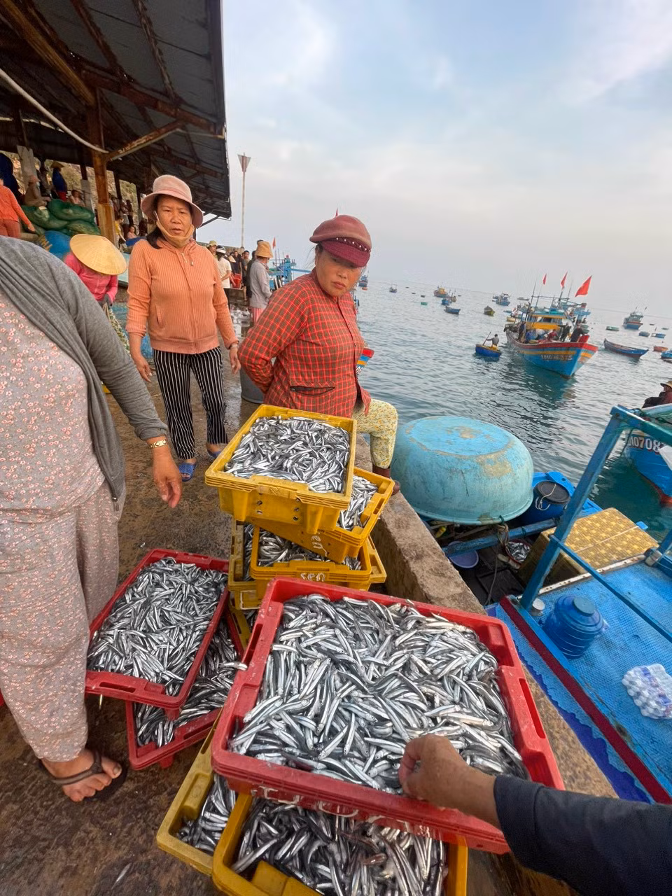 Ngư dân Bình Định trúng lớn mùa cá cơm -0