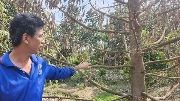Nông dân bức xúc vì gần 10 ha vườn bị ngập nước, nhiều cây trái chết khô