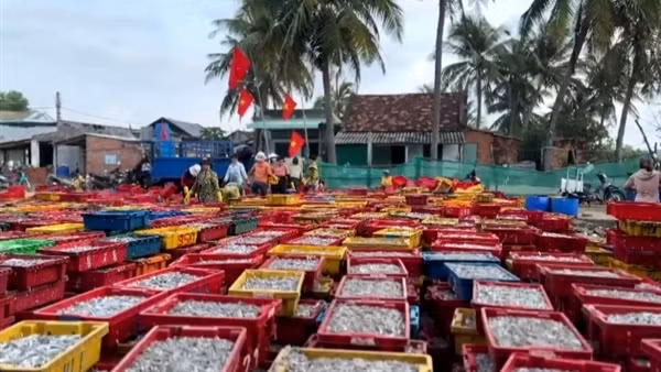 Ngư dân Bình Định trúng đậm mùa cá cơm
