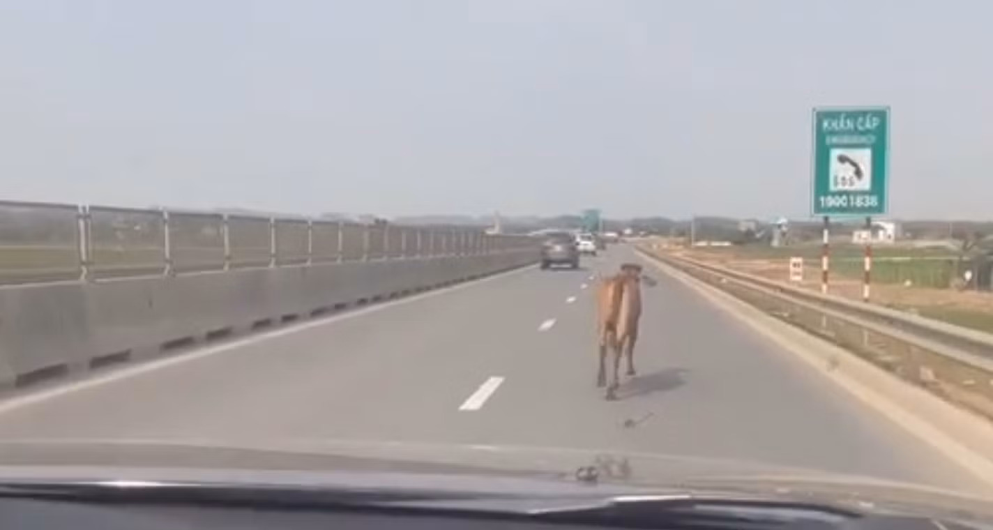 Tài xế hú hồn vì bò tung tăng chạy trên cao tốc 2 làn -0