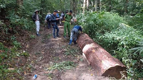 Lâm Đồng "khát" người bảo vệ rừng