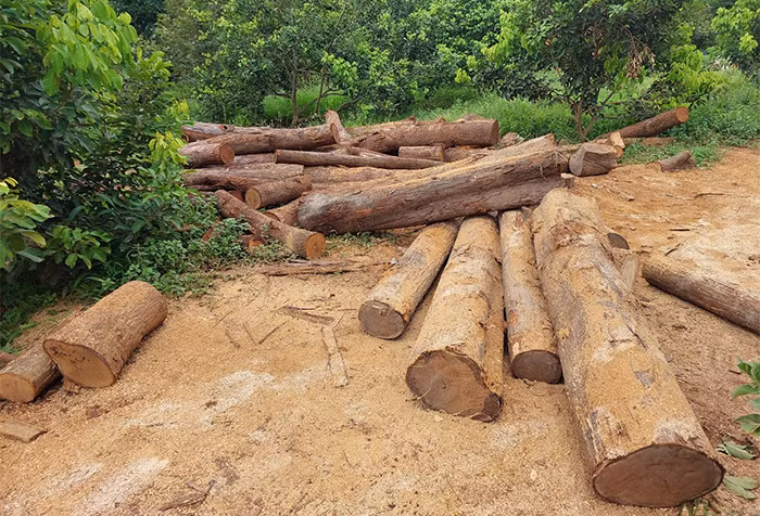 Phạt 35 triệu đồng người thu mua, tập kết 76 lóng gỗ trong vườn rẫy -0