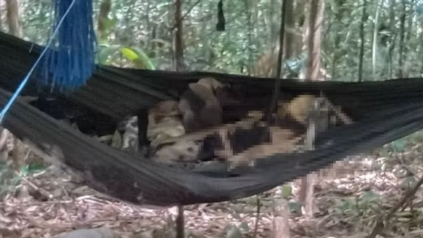 Đi hái măng, phát hiện 2 thi thể giữa rừng&nbsp;già