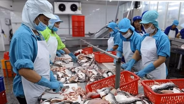 Xuất khẩu cá tra bứt phá tại các thị trường nhỏ