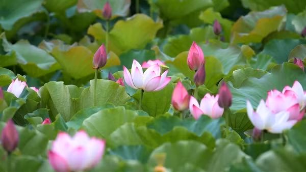 Bây giờ đang giữa mùa sen