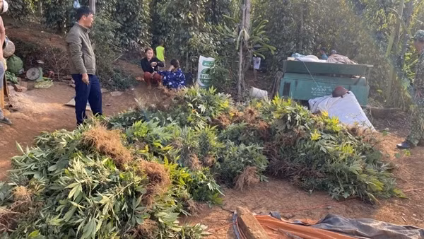 Hai vợ chồng trồng hàng nghìn cây cần sa trong rẫy vắng