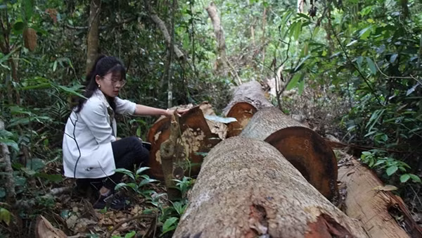 Nạn phá rừng tại Gia Lai lại “nóng”