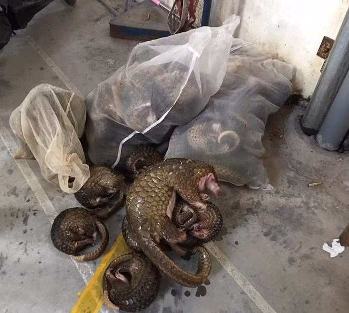 Xử lý nhiều vụ mua bán động vật hoang dã, quý hiếm -0