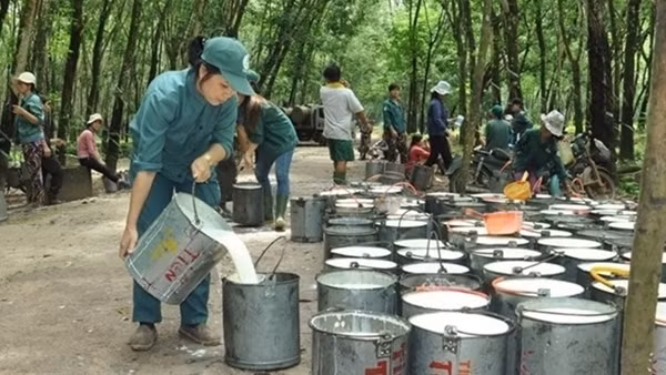 Trung Quốc - thị trường tiêu thụ cao su lớn nhất của Việt Nam