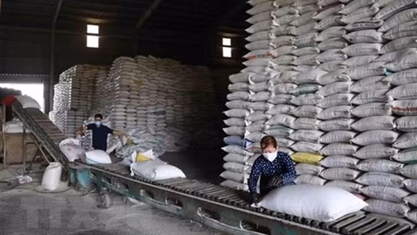 Giá gạo của Việt Nam tăng cao nhất trong gần 2 năm qua