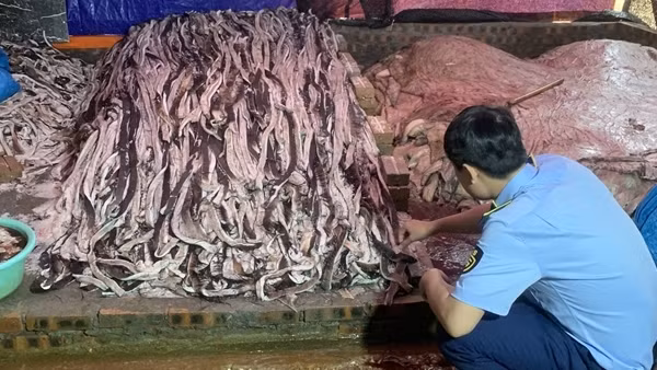 1,6 tấn da trâu bốc mùi hôi thối "ém" đợi bán kiếm lời