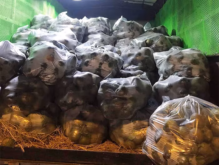 Thiên biến vạn hóa dược liệu giả -0