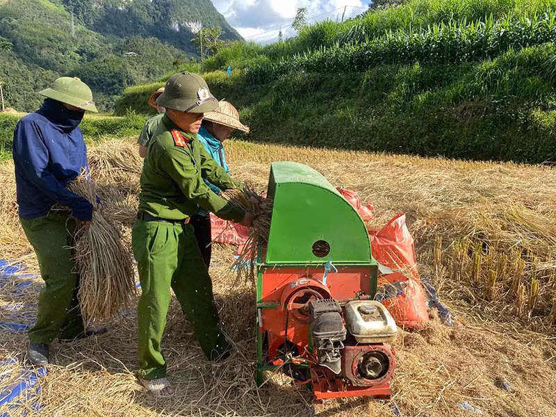 Công an xã giúp dân thu hoạch vụ lúa thu đông trước khi cơn bão số 11 đổ bộ -0