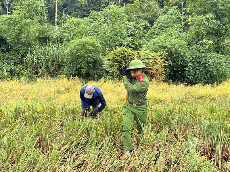 Công an xã giúp dân thu hoạch vụ lúa thu đông trước khi cơn bão số 11 đổ bộ -1
