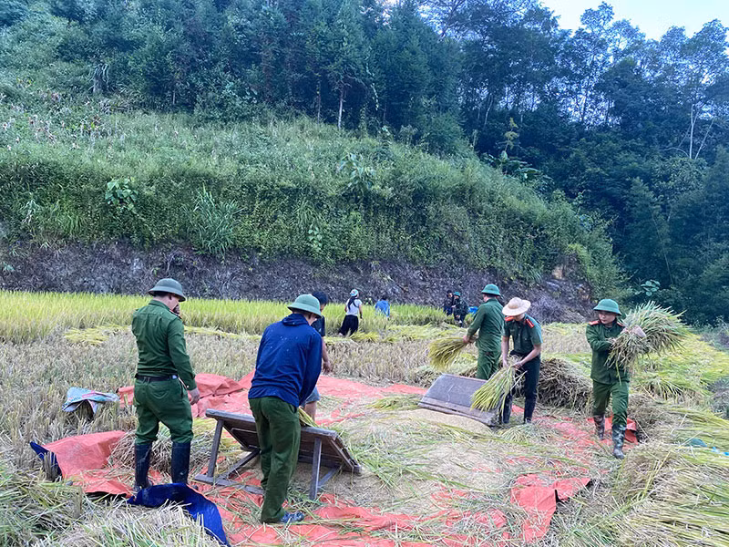Công an xã giúp dân thu hoạch vụ lúa thu đông trước khi cơn bão số 11 đổ bộ -1