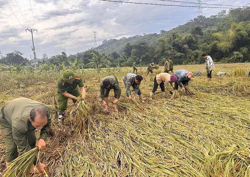 Công an xã giúp dân thu hoạch vụ lúa thu đông trước khi cơn bão số 11 đổ bộ -2