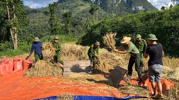 Công an xã giúp dân thu hoạch vụ lúa trước cơn bão số 11