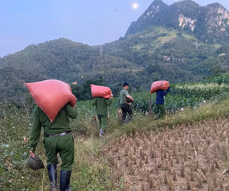 Công an xã giúp dân thu hoạch vụ lúa thu đông trước khi cơn bão số 11 đổ bộ -0