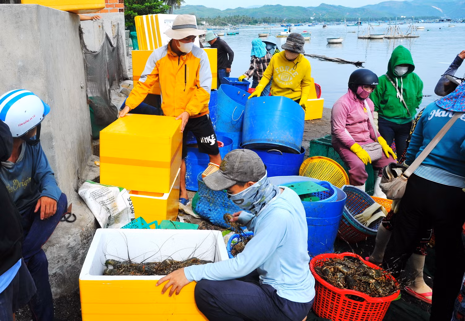  Sự cố tôm, cá chết hàng loạt ở Phú Yên gây thiệt hại hơn 38 tỷ đồng -0