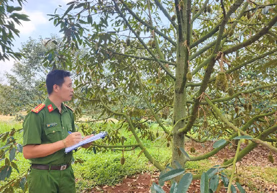 Thêm một vườn sầu riêng của nông dân bị kẻ gian phá hoại -0