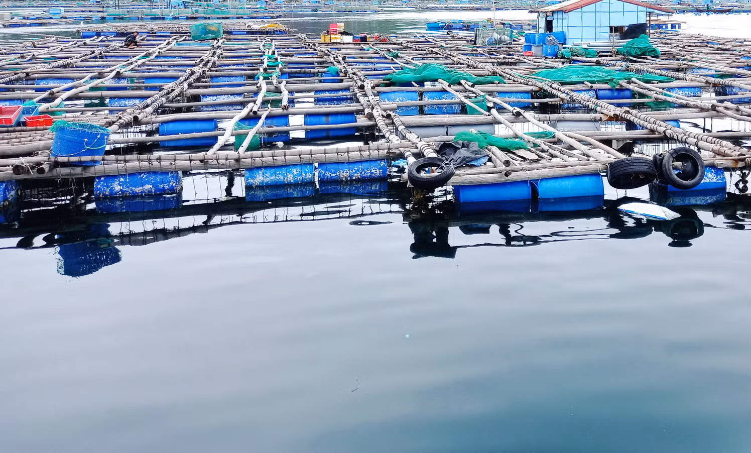  Sự cố tôm, cá chết hàng loạt ở Phú Yên gây thiệt hại hơn 38 tỷ đồng -0