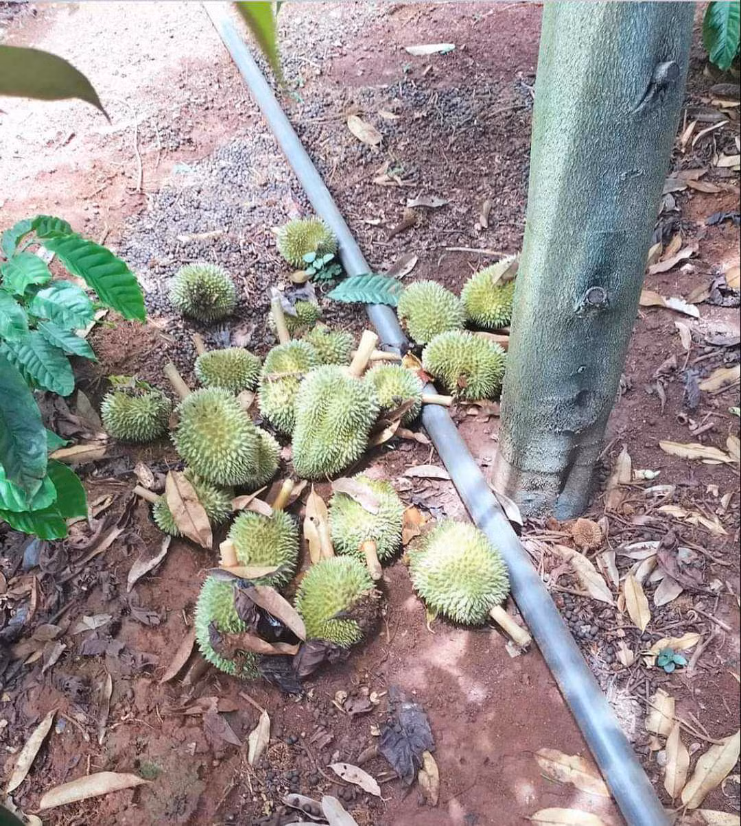 Nông dân khóc ngất khi bị kẻ gian chặt phá hàng nghìn trái sầu riêng non -0