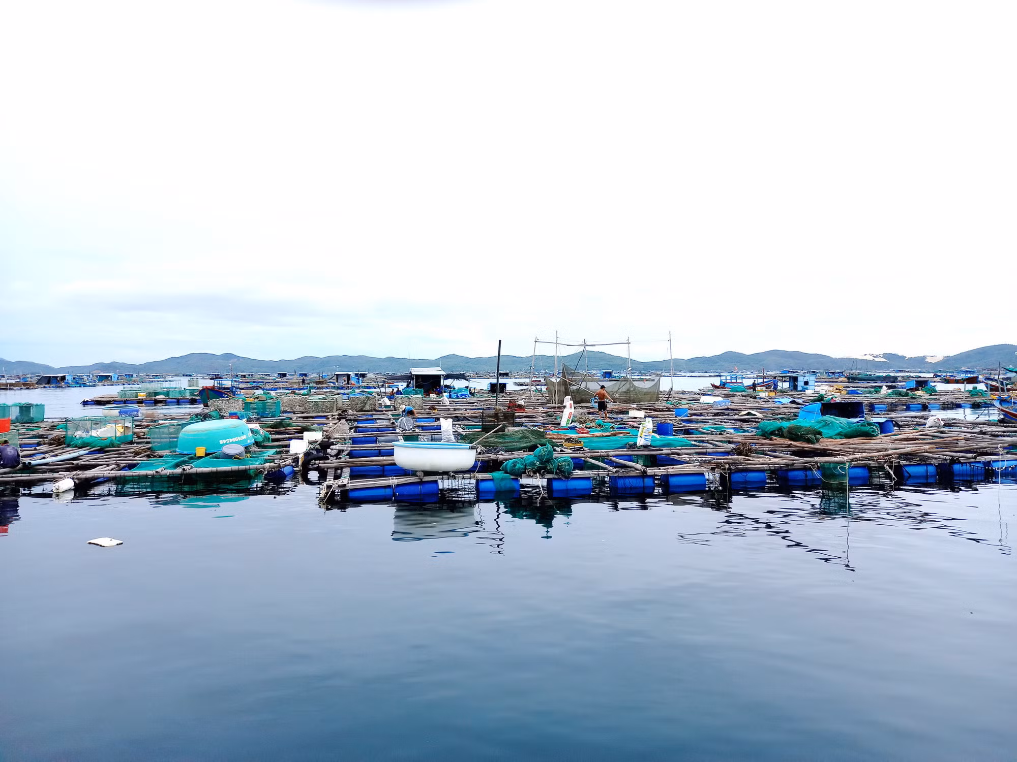 Nhận định nguyên nhân tôm, cá chết hàng loạt ở 