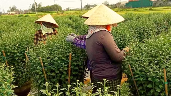 Trắng đêm mùa hoa Tết