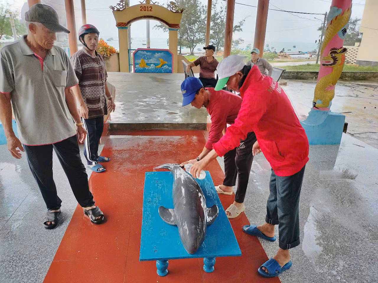 Bình Định: Cá heo bị chết liên tiếp tại đảo Cù Lao Xanh -0