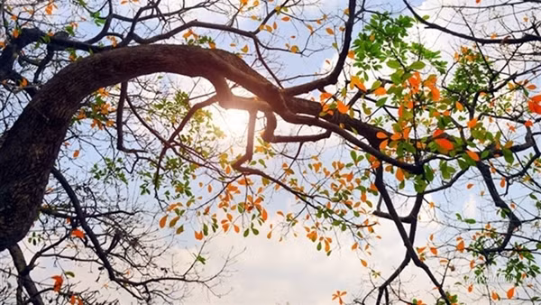 Miền Bắc sáng rét, trưa chiều nắng đẹp