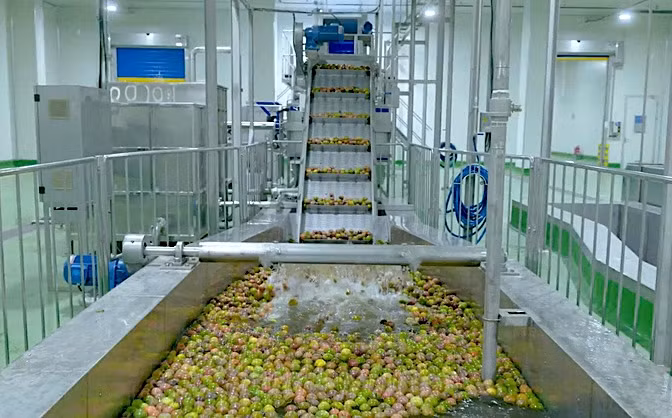 Từ những vườn trái chín tới ước mơ làm nông sản xanh -0