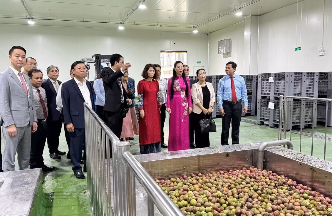 Sao Mai Agro xây dựng chuỗi giá trị bền vững cho nông sản -0