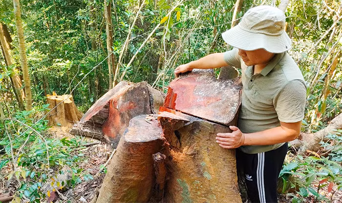 “Máu” vẫn chảy trên những cánh rừng nguyên sinh -0