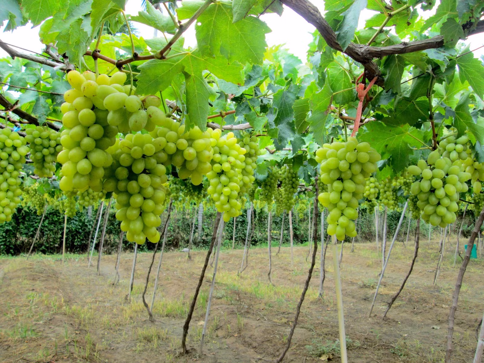 Lễ hội nho và vang Ninh Thuận năm 2023 với nhiều hoạt động hấp dẫn du khách -0