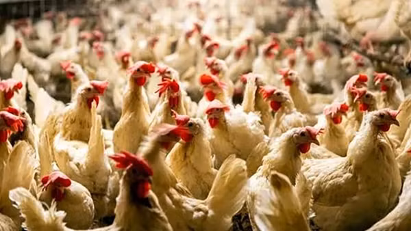 Vào tù vì tội… dọa chết gà hàng xóm