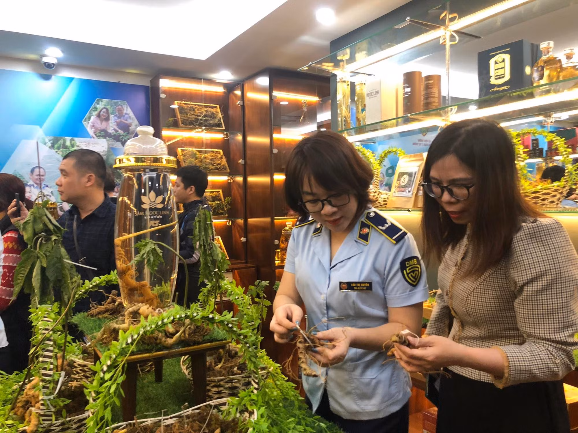 Nhận diện đúng sâm Ngọc Linh trên thị trường -0
