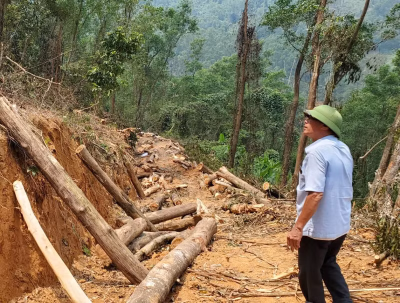 Khai thác gần 60m3 gỗ rừng trái phép, người phụ nữ bị phạt 85 triệu đồng -0