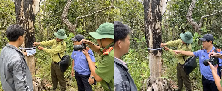 Xác minh, điều tra làm rõ vụ hủy hoại rừng rất nghiêm trọng -0